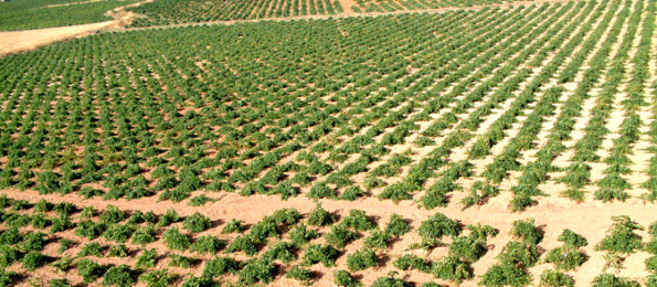 viñas de belmonte